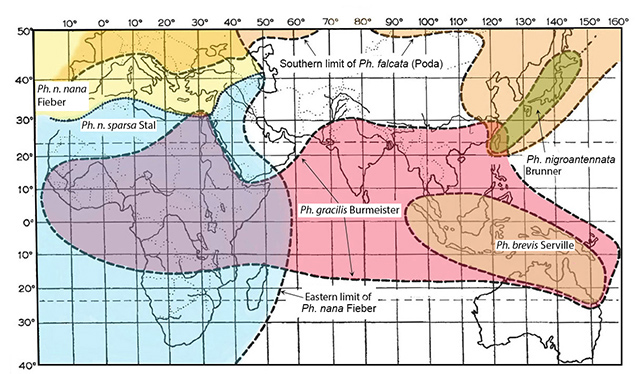 distribution map for Phaneroptera nana from Ragge 1956