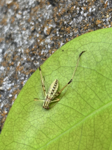 image of Phaneroptera species