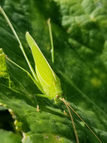 image of Phaneroptera species