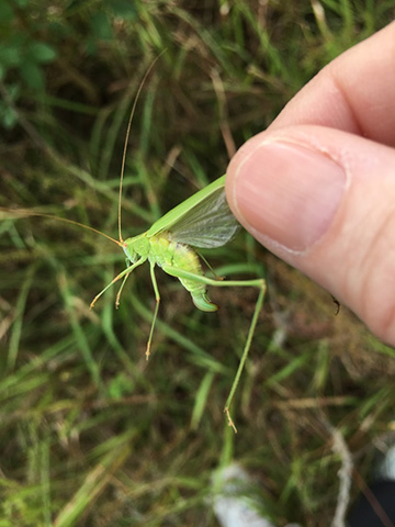 image of Phaneroptera species