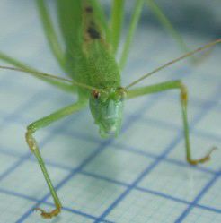 image of Phaneroptera species