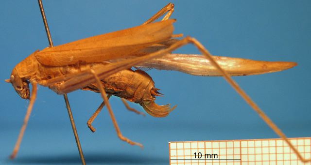 image of Phaneroptera species