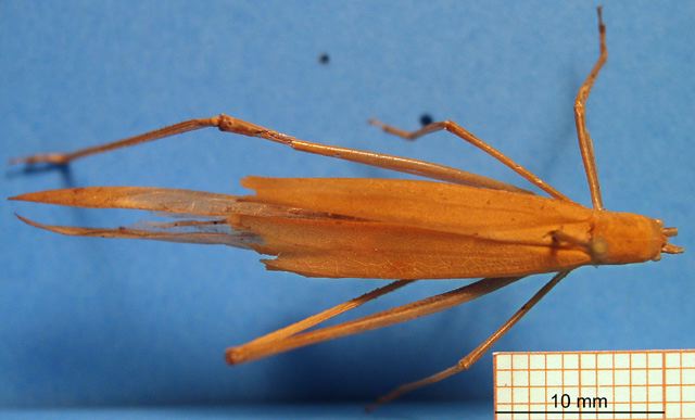 image of Phaneroptera species