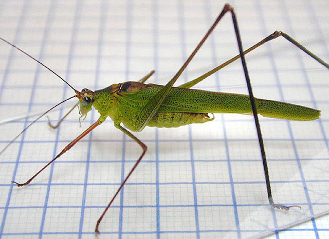 image of Phaneroptera species