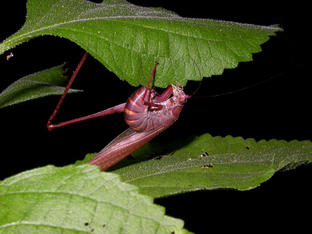 Scudderia female positioning to lay egg