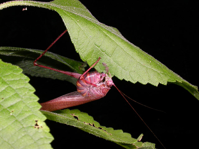 Scudderia female with ovipositor inserted