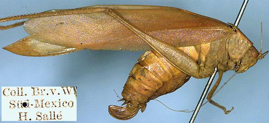 distribution map for Turpiliodes mexicanum