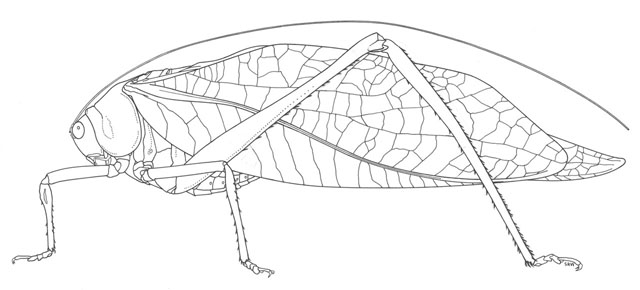 image of Stilpnochlora couloniana