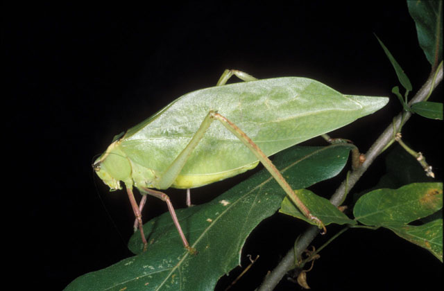 image of Stilpnochlora couloniana