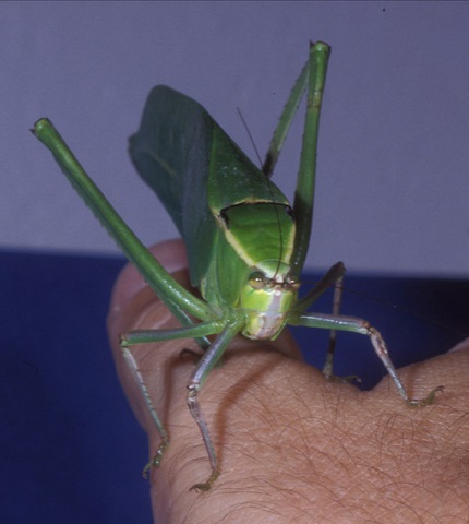 image of Stilpnochlora couloniana