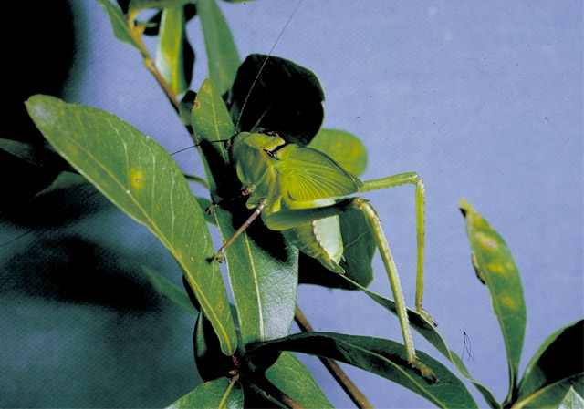 image of Stilpnochlora couloniana