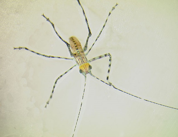 image of Stilpnochlora couloniana