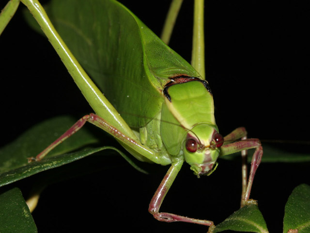 image of Stilpnochlora couloniana