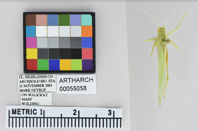 image of Archbold alien katydid