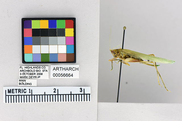 image of Archbold alien katydid