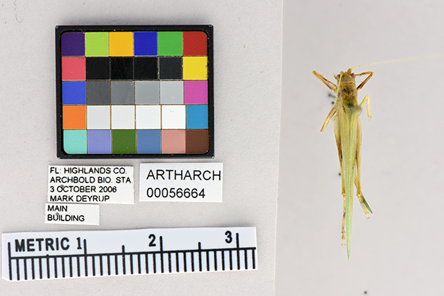 image of Archbold alien katydid