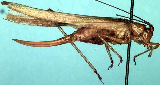 image of Archbold alien katydid