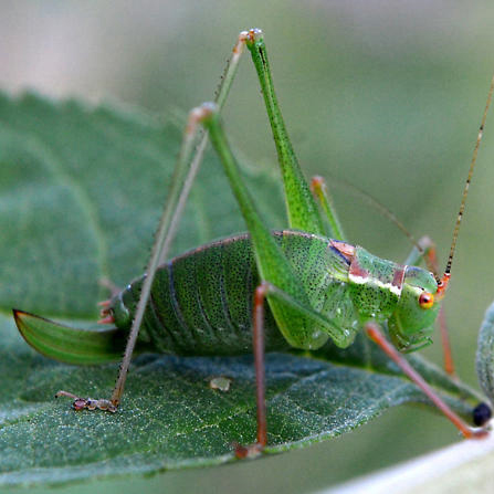 image of Leptophyes punctatissima