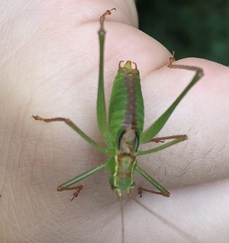 image of Leptophyes punctatissima