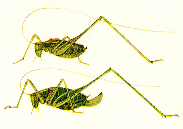 image of Leptophyes punctatissima