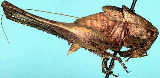 image of Idionotus siskiyou