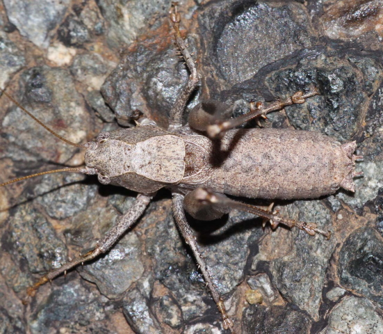 image of Idionotus siskiyou