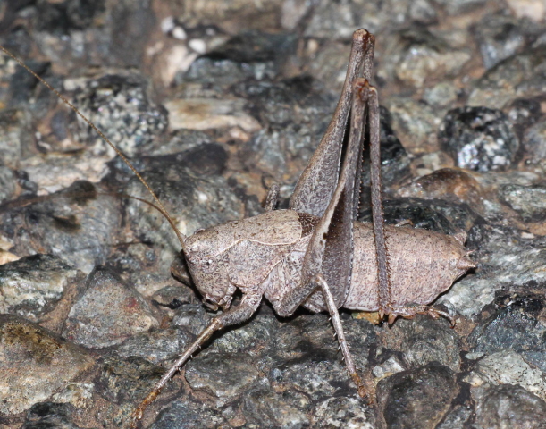 image of Idionotus siskiyou