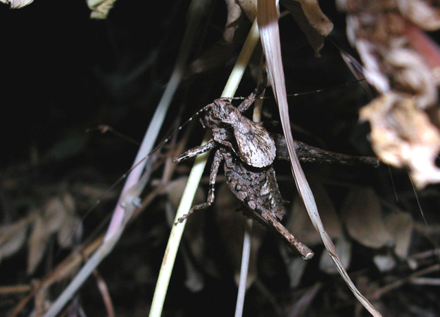 image of Neduba carinata	