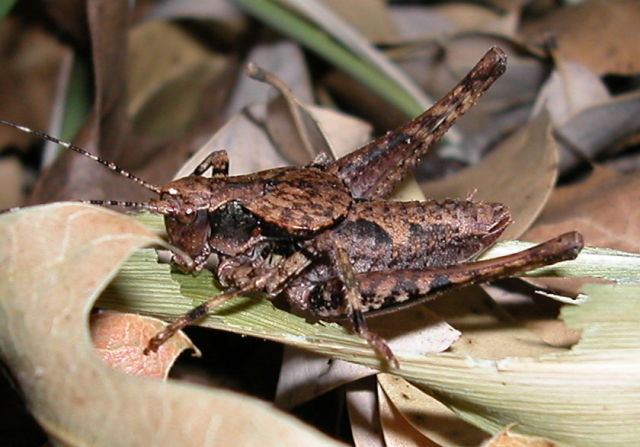 image of Neduba carinata	