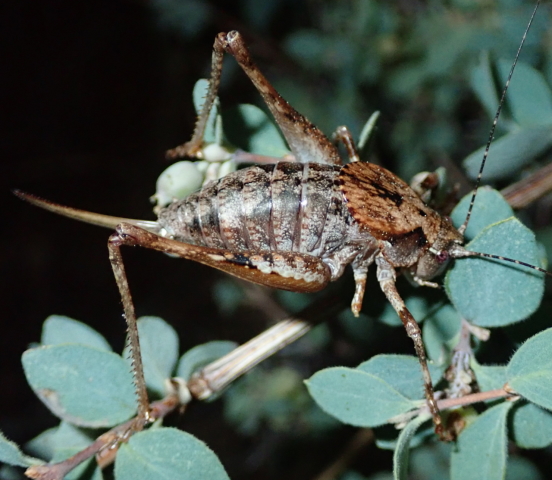 image of Neduba castanea