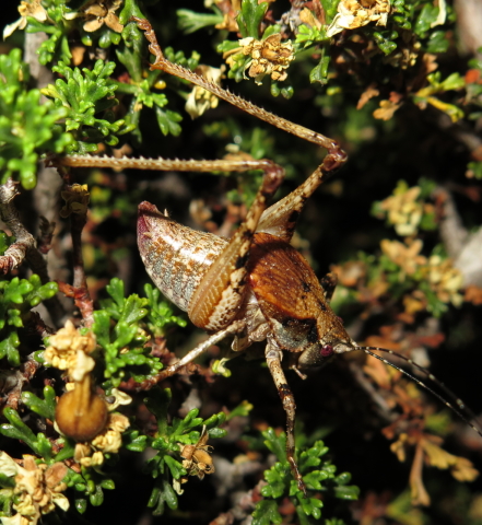 image of Neduba castanea	