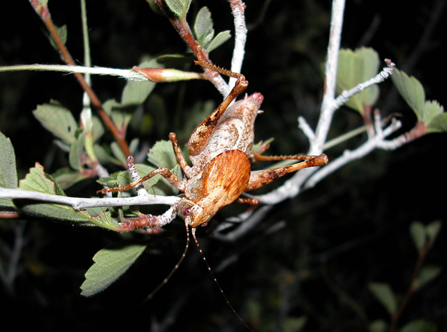 image of Neduba castanea	