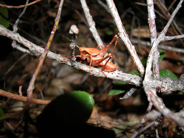 image of Neduba diabolica