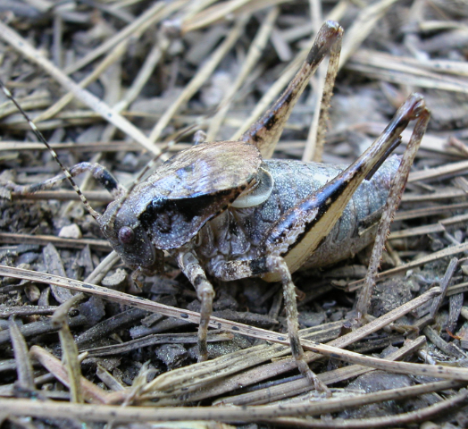 image of Neduba macneilli