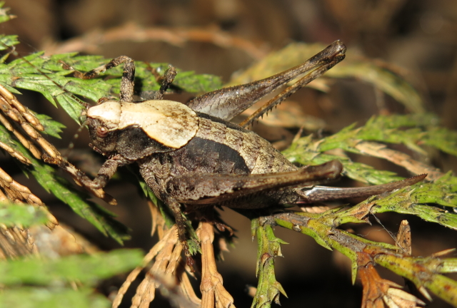 image of Neduba sierranus