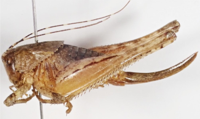 image of Neduba sierranus