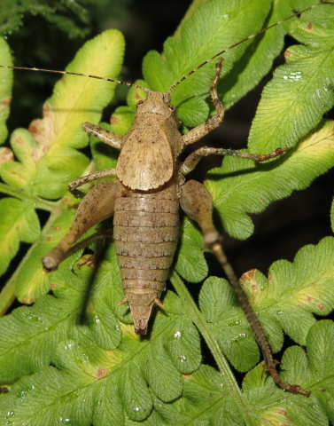 image of Neduba sierranus