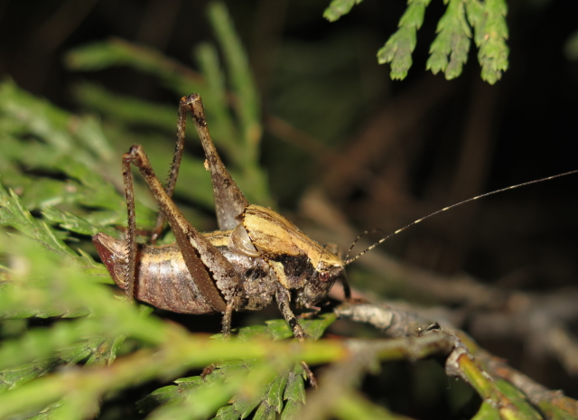 image of Neduba sierranus