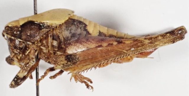 image of Neduba sierranus