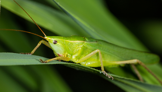 image of Neoconocephalus palustris