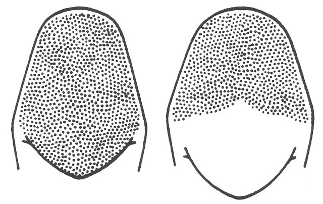 image of Neoconocephalus melanorhinus