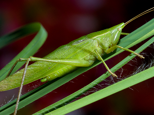 image of Neoconocephalus bivocatus