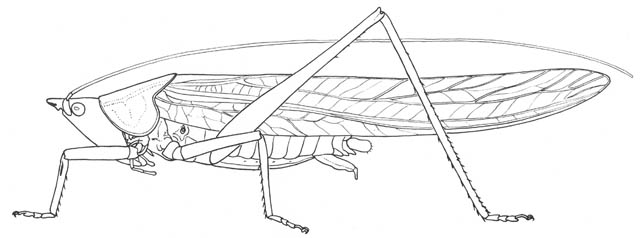 image of Neoconocephalus ensiger