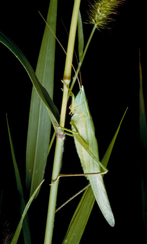 image of Neoconocephalus ensiger