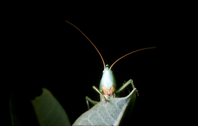 image of Neoconocephalus ensiger