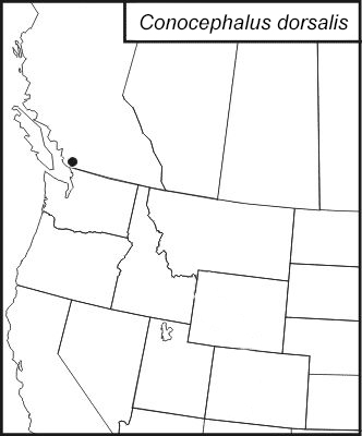 distribution map for Conocephalus dorsalis