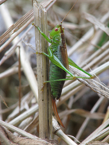 image of Conocephalus dorsalis