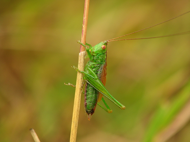 image of Conocephalus dorsalis