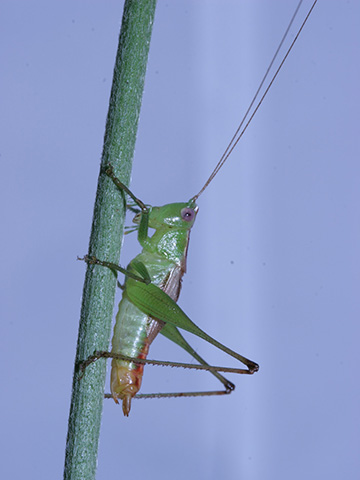 image of Conocephalus allardi