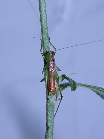 image of Conocephalus allardi